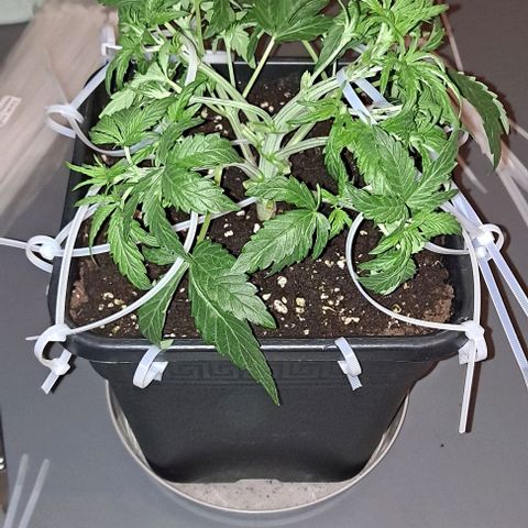 Sweet Amnesia Haze XL Auto growlog timeline photo