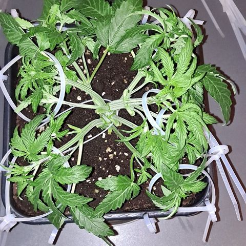 Sweet Amnesia Haze XL Auto growlog timeline photo
