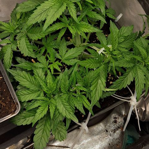 Sweet Amnesia Haze XL Auto growlog timeline photo