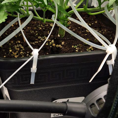 Sweet Amnesia Haze XL Auto growlog timeline photo
