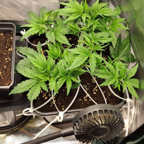 Sweet Amnesia Haze XL Auto growlog timeline photo