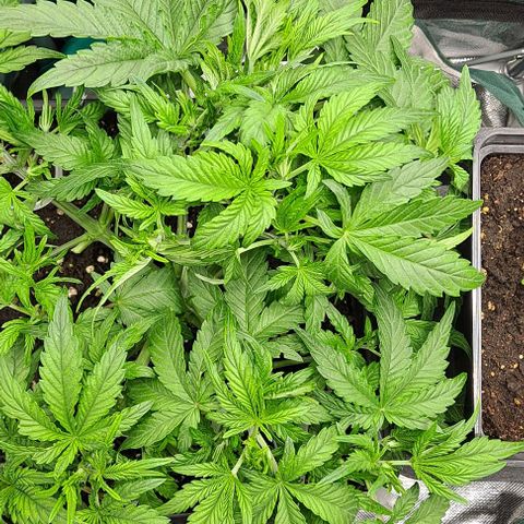 Sweet Amnesia Haze XL Auto growlog timeline photo