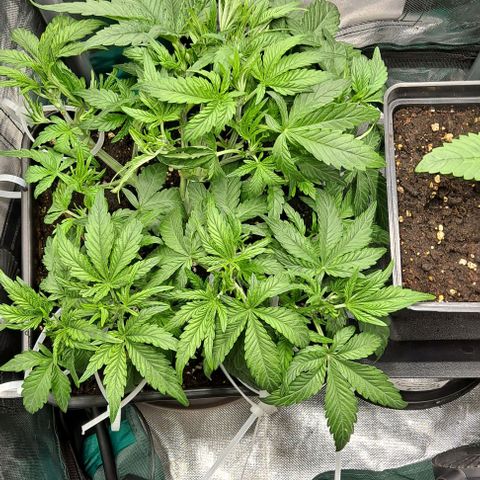 Sweet Amnesia Haze XL Auto growlog timeline photo