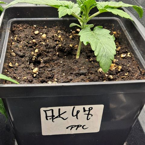 AK47 Autoflowering growlog timeline photo