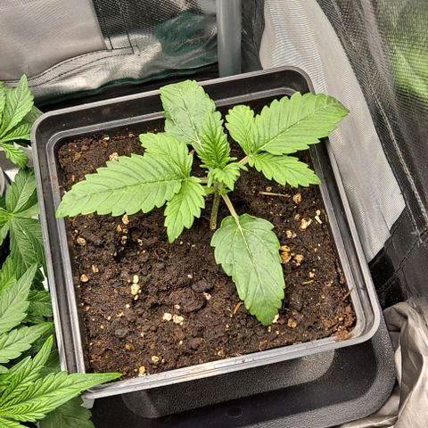 AK47 Autoflowering growlog timeline photo
