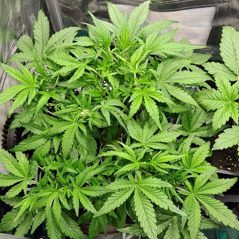 Sweet Amnesia Haze XL Auto growlog timeline photo
