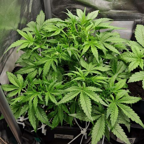 Sweet Amnesia Haze XL Auto growlog timeline photo