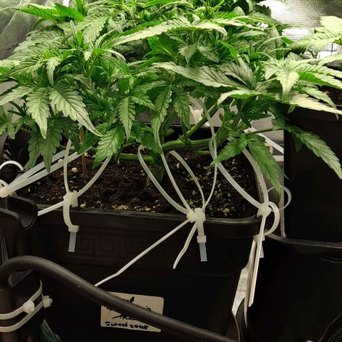 Sweet Amnesia Haze XL Auto growlog timeline photo