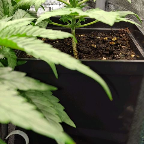 AK47 Autoflowering growlog timeline photo
