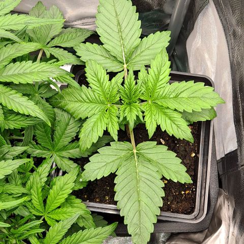 AK47 Autoflowering growlog timeline photo