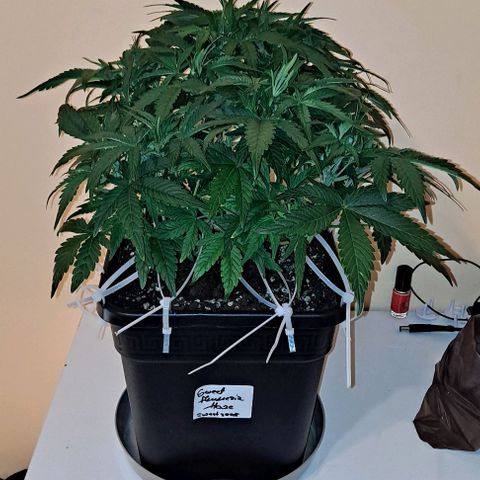Sweet Amnesia Haze XL Auto growlog timeline photo