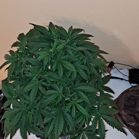 Sweet Amnesia Haze XL Auto growlog timeline photo