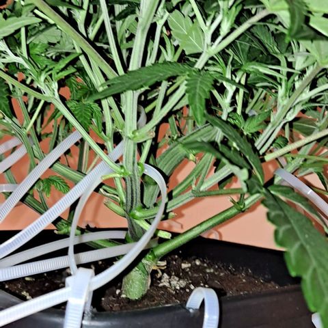 Sweet Amnesia Haze XL Auto growlog timeline photo