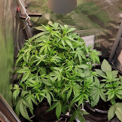 Sweet Amnesia Haze XL Auto growlog timeline photo