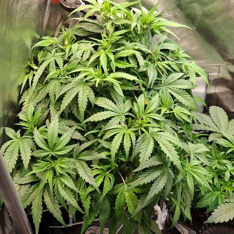 Sweet Amnesia Haze XL Auto growlog timeline photo