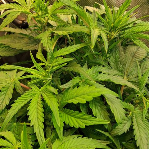 Sweet Amnesia Haze XL Auto growlog timeline photo