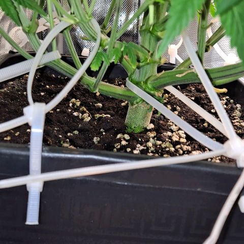 Sweet Amnesia Haze XL Auto growlog timeline photo