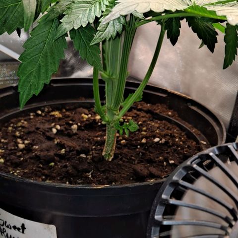 AK47 Autoflowering growlog timeline photo