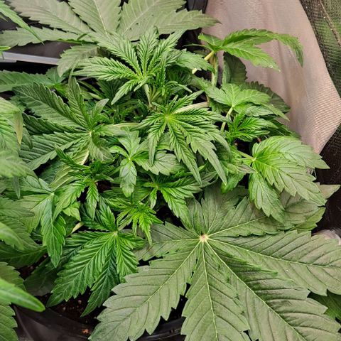 AK47 Autoflowering growlog timeline photo