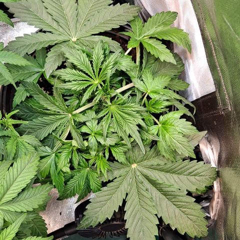 AK47 Autoflowering growlog timeline photo