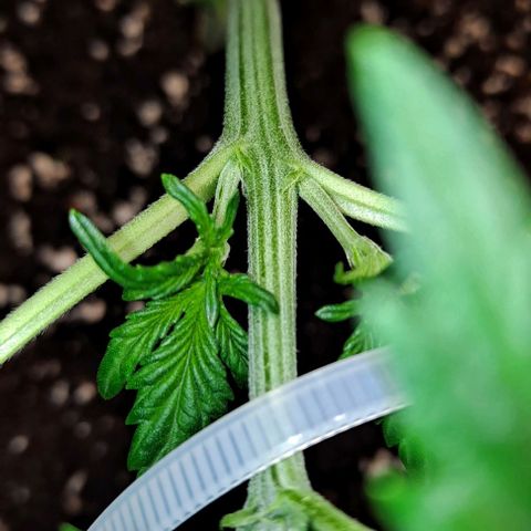 AK47 Autoflowering growlog timeline photo