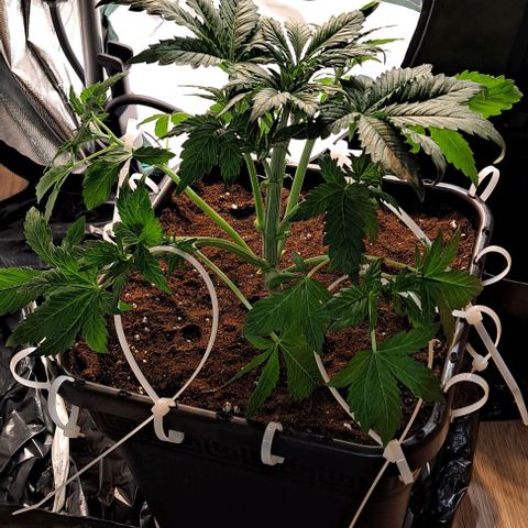 AK47 Autoflowering growlog timeline photo