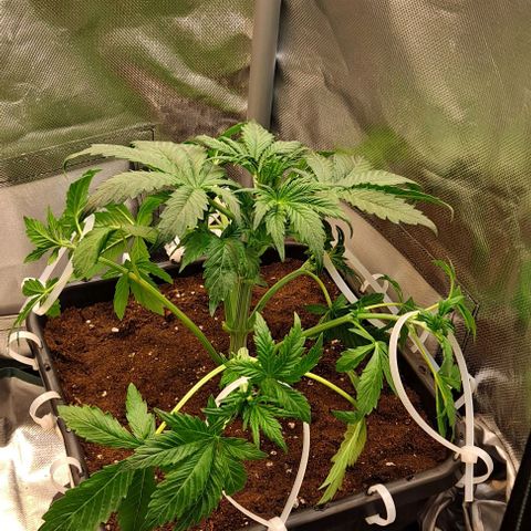 AK47 Autoflowering growlog timeline photo