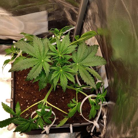 AK47 Autoflowering growlog timeline photo