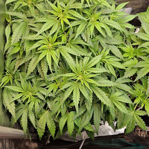 Sweet Amnesia Haze XL Auto growlog timeline photo