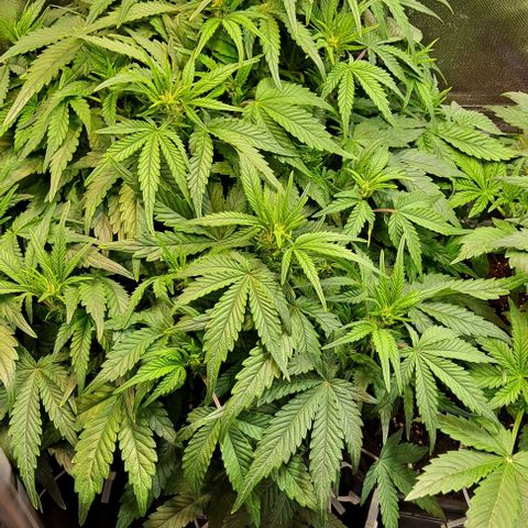 Sweet Amnesia Haze XL Auto growlog timeline photo
