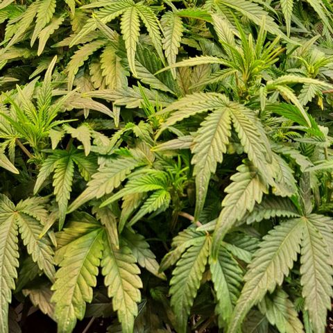 Sweet Amnesia Haze XL Auto growlog timeline photo