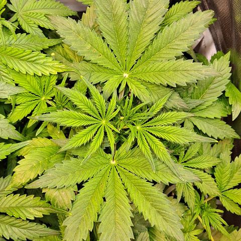 AK47 Autoflowering growlog timeline photo