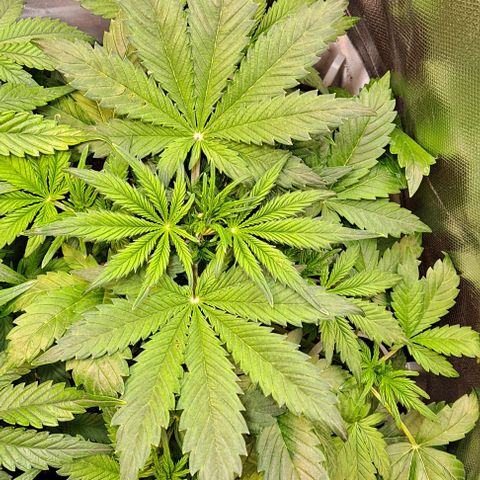 AK47 Autoflowering growlog timeline photo
