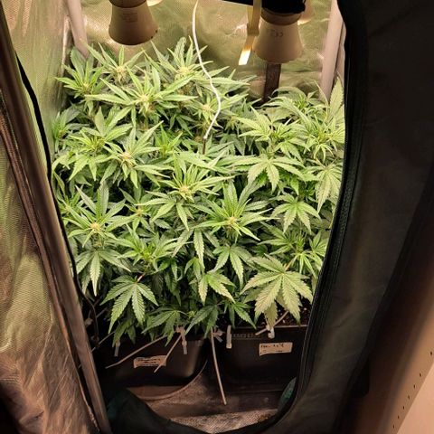 Sweet Amnesia Haze XL Auto growlog timeline photo