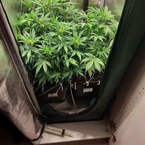 Sweet Amnesia Haze XL Auto growlog timeline photo