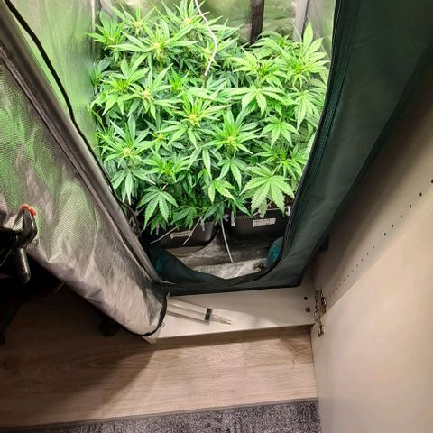 Sweet Amnesia Haze XL Auto growlog timeline photo