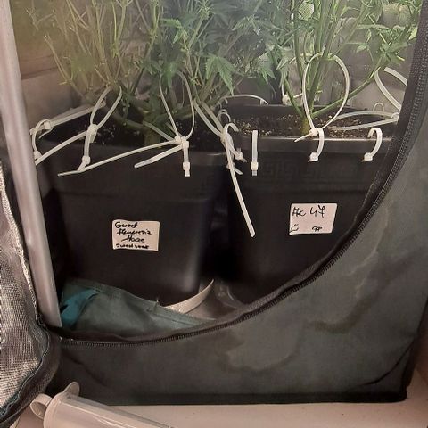 Sweet Amnesia Haze XL Auto growlog timeline photo