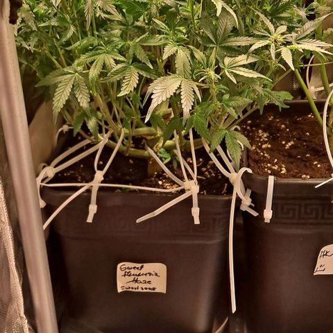 Sweet Amnesia Haze XL Auto growlog timeline photo