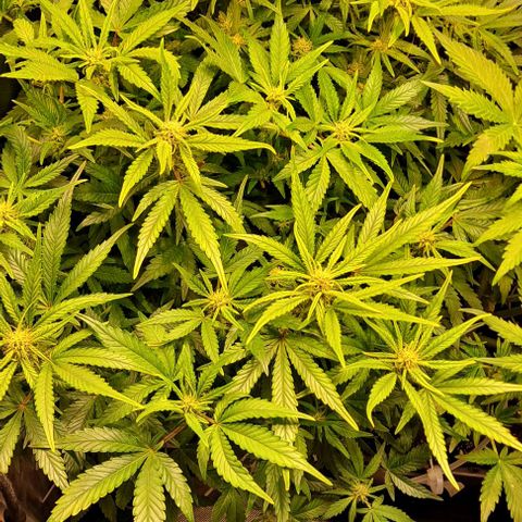 Sweet Amnesia Haze XL Auto growlog timeline photo
