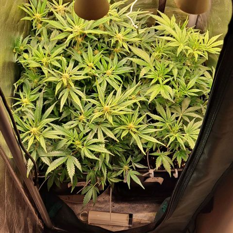 Sweet Amnesia Haze XL Auto growlog timeline photo