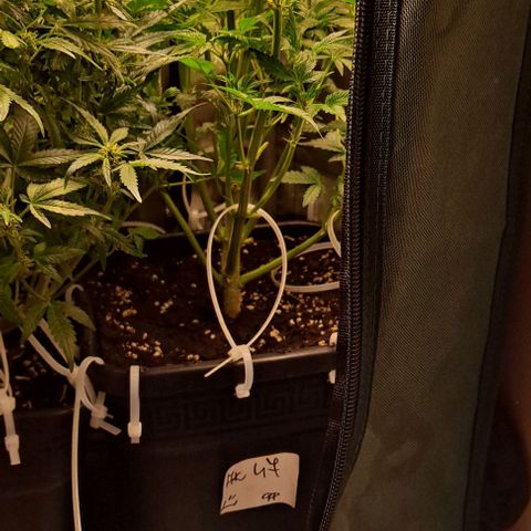 AK47 Autoflowering growlog timeline photo