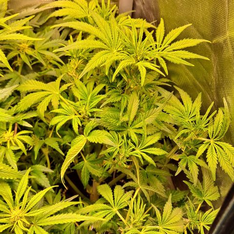 AK47 Autoflowering growlog timeline photo