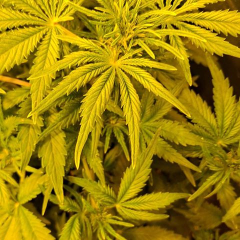 AK47 Autoflowering growlog timeline photo