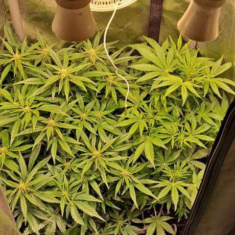 Sweet Amnesia Haze XL Auto growlog timeline photo