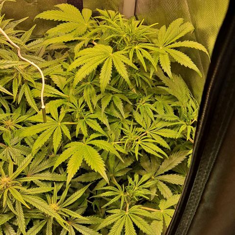 AK47 Autoflowering growlog timeline photo