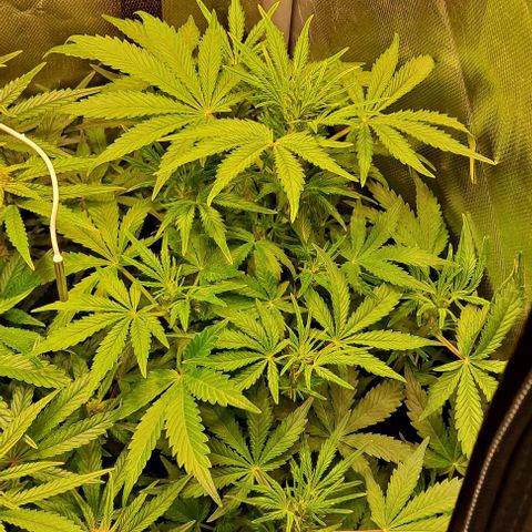 AK47 Autoflowering growlog timeline photo