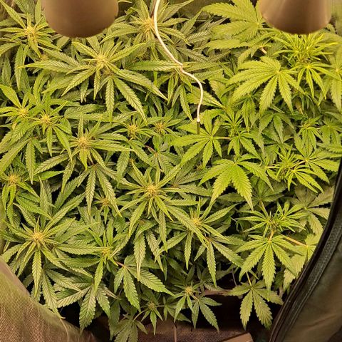 Sweet Amnesia Haze XL Auto growlog timeline photo