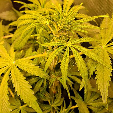 AK47 Autoflowering growlog timeline photo