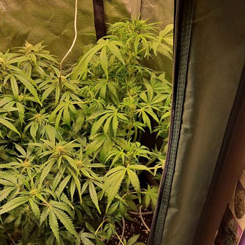 AK47 Autoflowering growlog timeline photo