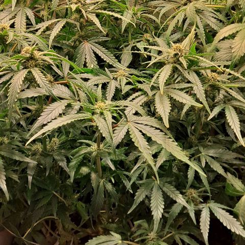Sweet Amnesia Haze XL Auto growlog timeline photo